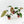 Anthurium radicans 'luxurians' *Grower's Choice*