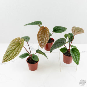 Anthurium radicans 'luxurians' *Grower's Choice*