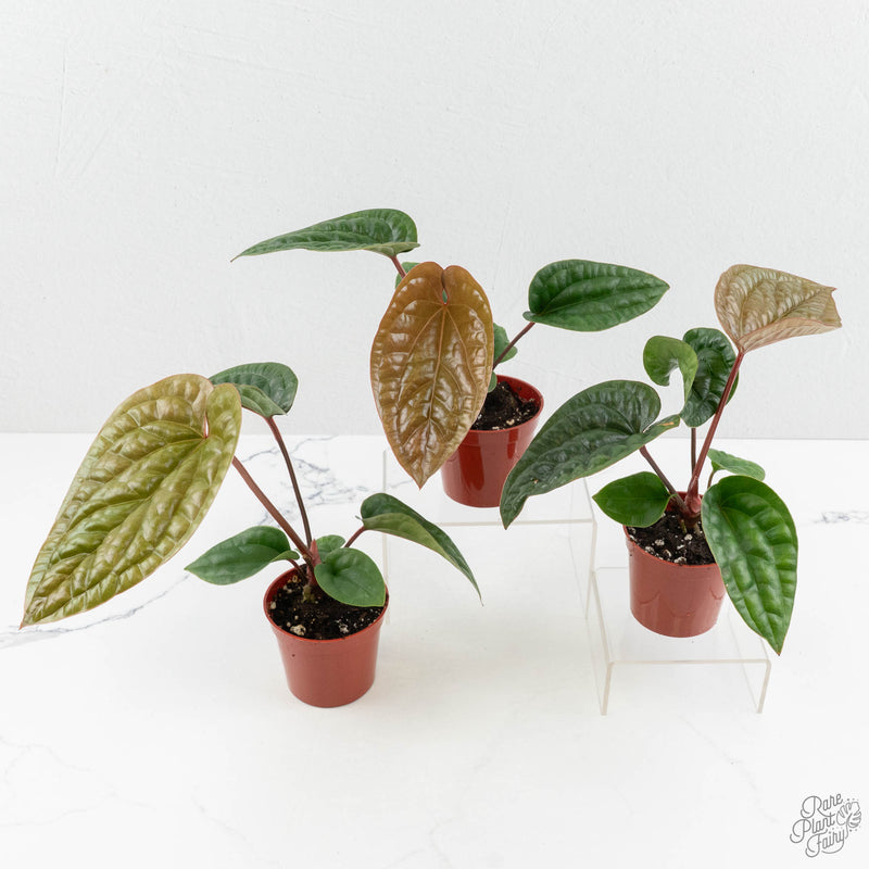 Anthurium radicans × luxurians *Grower's Choice*