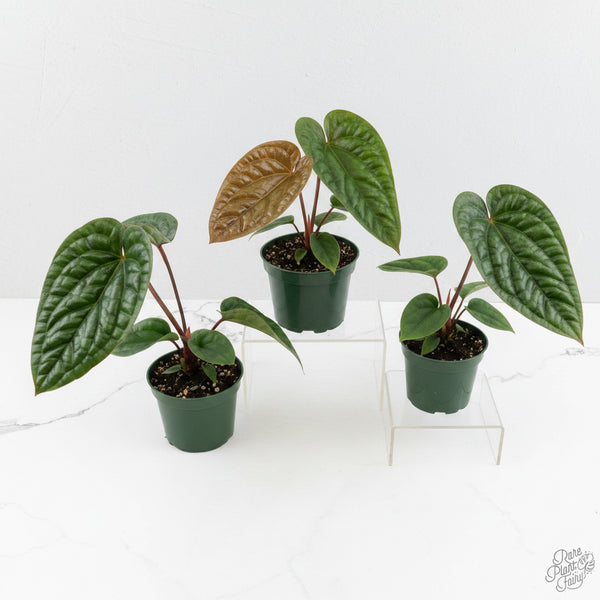 anthurium radicans vs luxurians Anthurium radicans 'luxurians' *Grower's Choice*