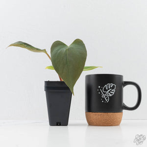 Anthurium Portillae ‘NSE Dewey Fisk’ *Grower's Choice*
