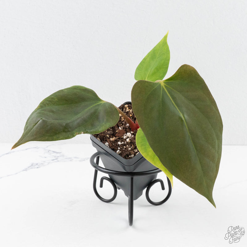 Anthurium Portillae ‘NSE Dewey Fisk’ *Grower's Choice*