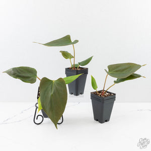 Anthurium Portillae ‘NSE Dewey Fisk’ *Grower's Choice*