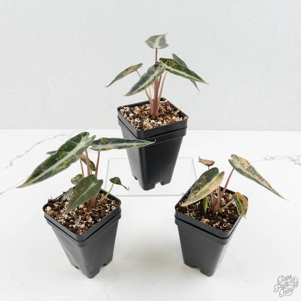 Grower_sChoice-BambinoAurea-