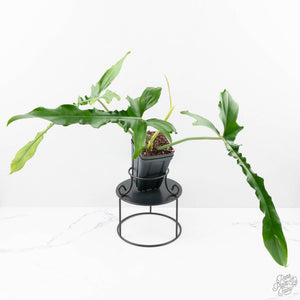 Philodendron 'Belle Isle' *Grower's choice*