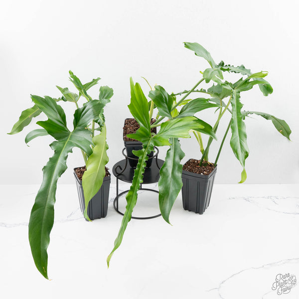 Grower_sChoice-BelleIsle-