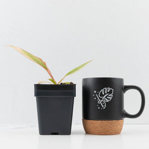 Philodendron 'Caramel Marble'