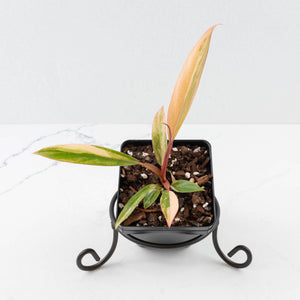 Philodendron 'Caramel Marble'