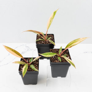 Philodendron 'Caramel Marble'