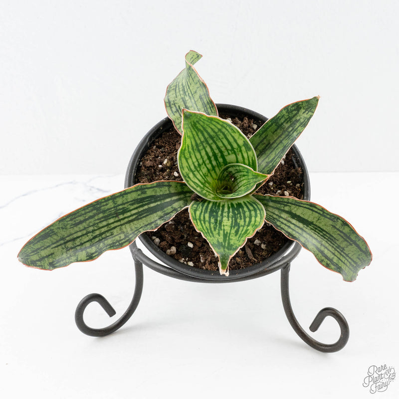 Sansevieria kirkii cv. ‘Cleopatra’ *Grower's Choice*