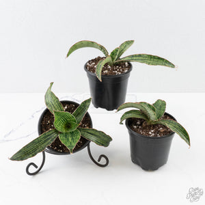 Sansevieria kirkii cv. ‘Cleopatra’ *Grower's Choice*