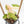 Fallopia multiflora pink variegated *Grower's Choice*