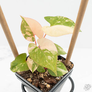 Fallopia multiflora pink variegated *Grower's Choice*