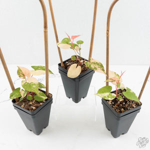 Fallopia multiflora pink variegated *Grower's Choice*