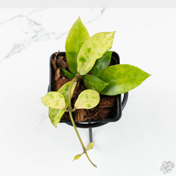 Hoya lacunosa 'Amarillo' *Grower's Choice* – Rare Plant Fairy