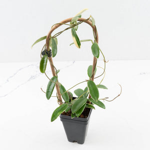 Hoya 'Lyi prism' *Pink Flowers*