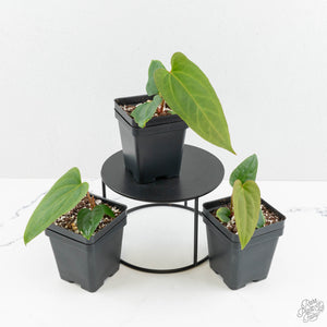 Anthurium magnificum × sp. trilobum *Grower's Choice*