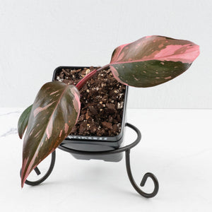 Philodendron Erubescens 'Pink Princess' Variegated - Legacy