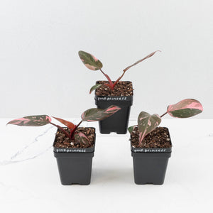 Philodendron Erubescens 'Pink Princess' Variegated - Legacy