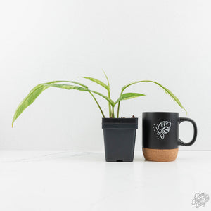 Rhaphidophora foraminifera variegated *Grower's Choice*