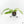 Rhaphidophora foraminifera variegated *Grower's Choice*