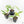 Rhaphidophora foraminifera variegated *Grower's Choice*