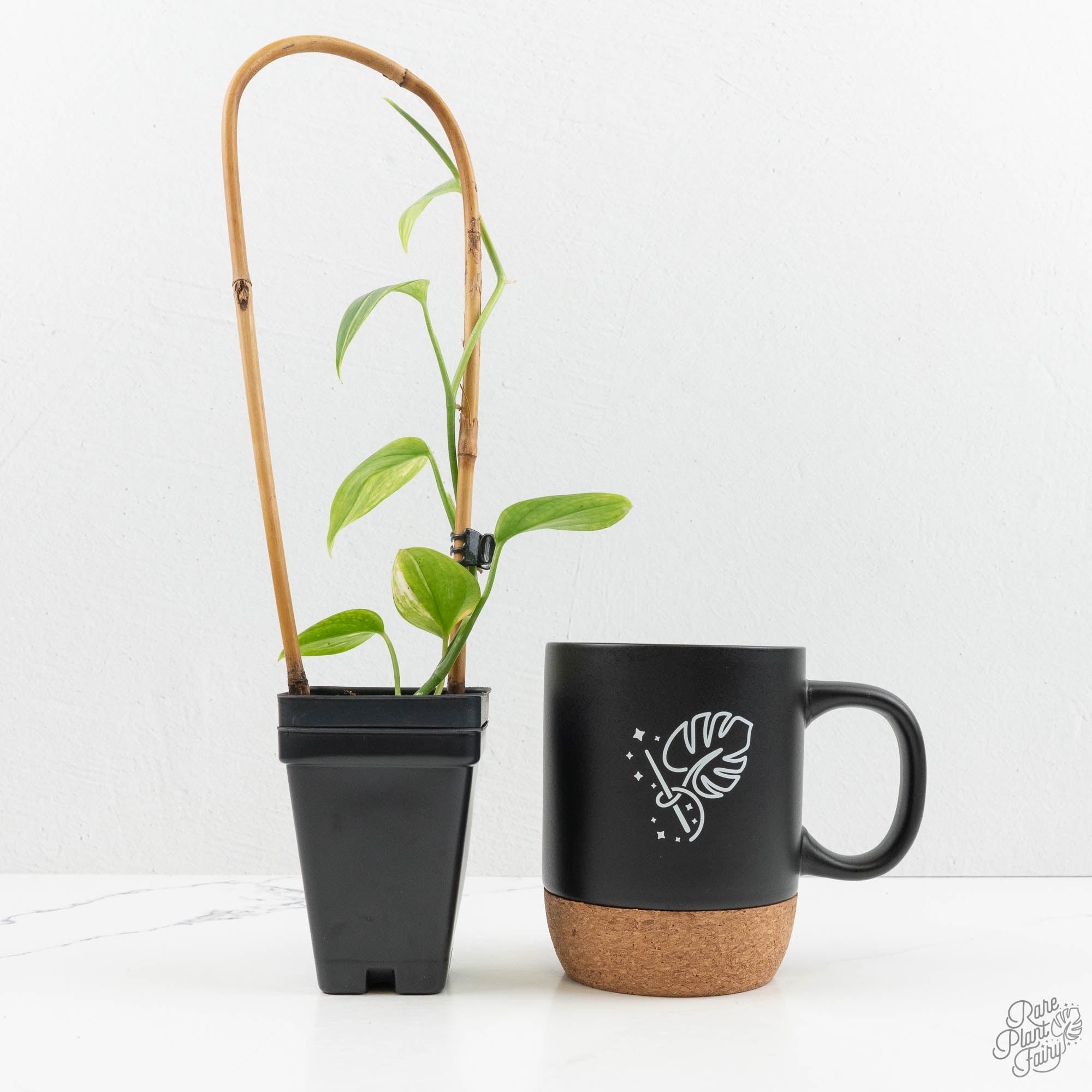 Scindapsus – Rare Plant Fairy