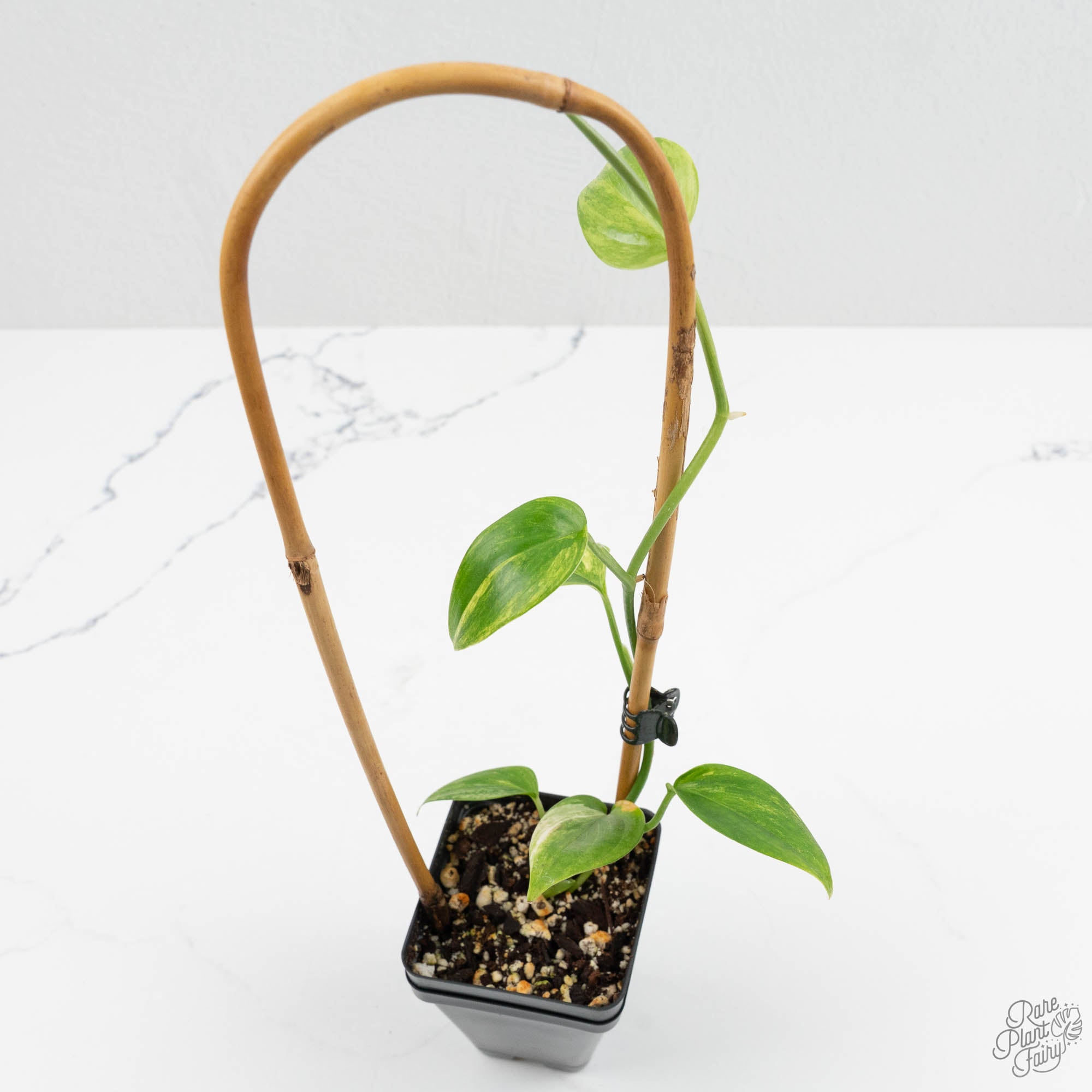 Rie❗️スキンダプサス　オーレア　ネビュラ このスキンダプサスの遺伝子を愛さざるを得ないね！ : r/RareHouseplants