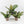 Labisia sp. 'Turtle Back'