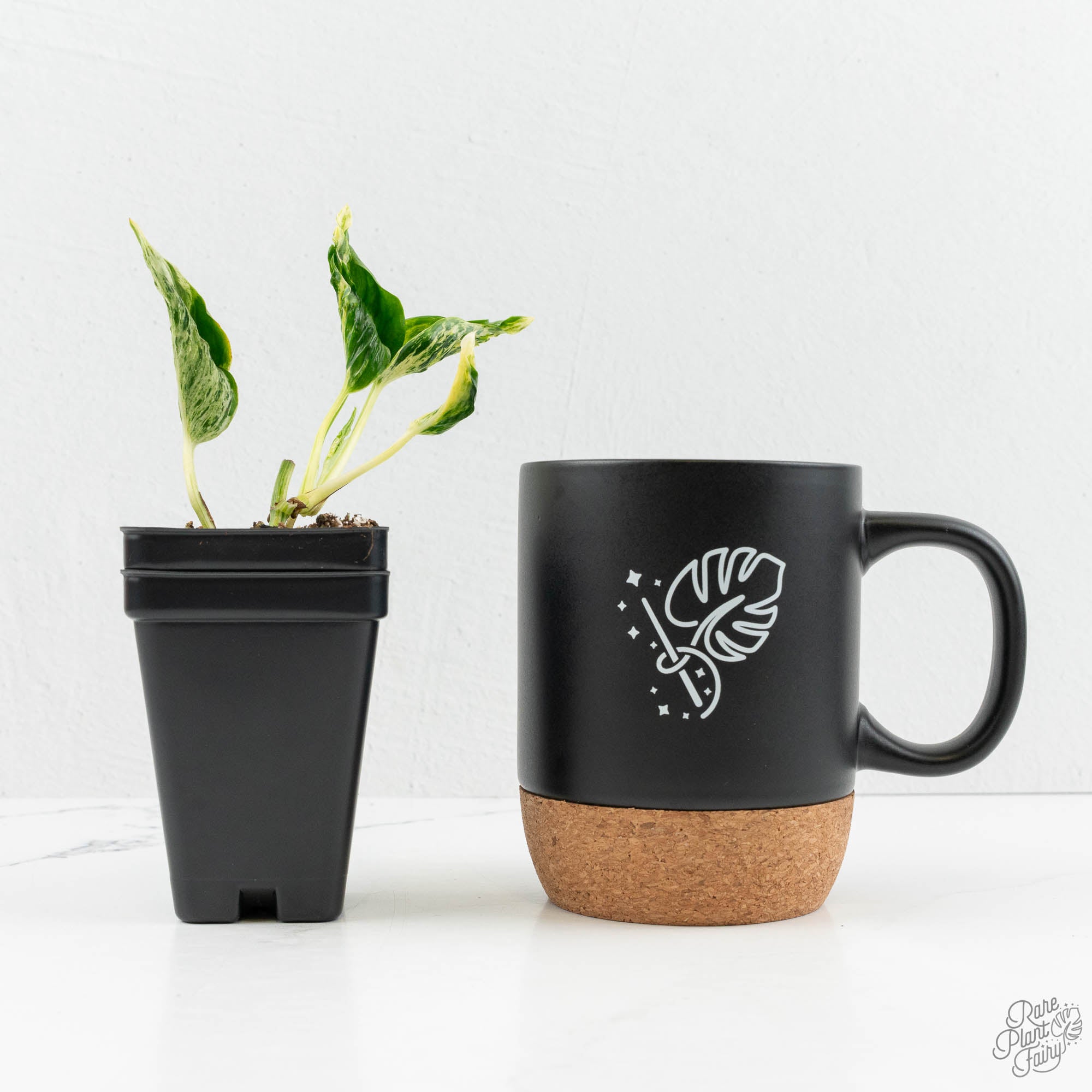 teruno love song pothos Epipremnum Teruno 'Love Song' *Grower's Choice*