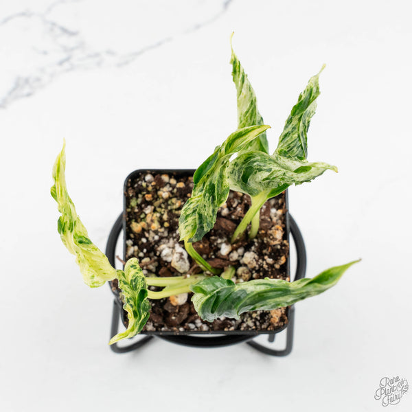 teruno shangri-la pothos Epipremnum Teruno 'Love Song' *Grower's Choice*