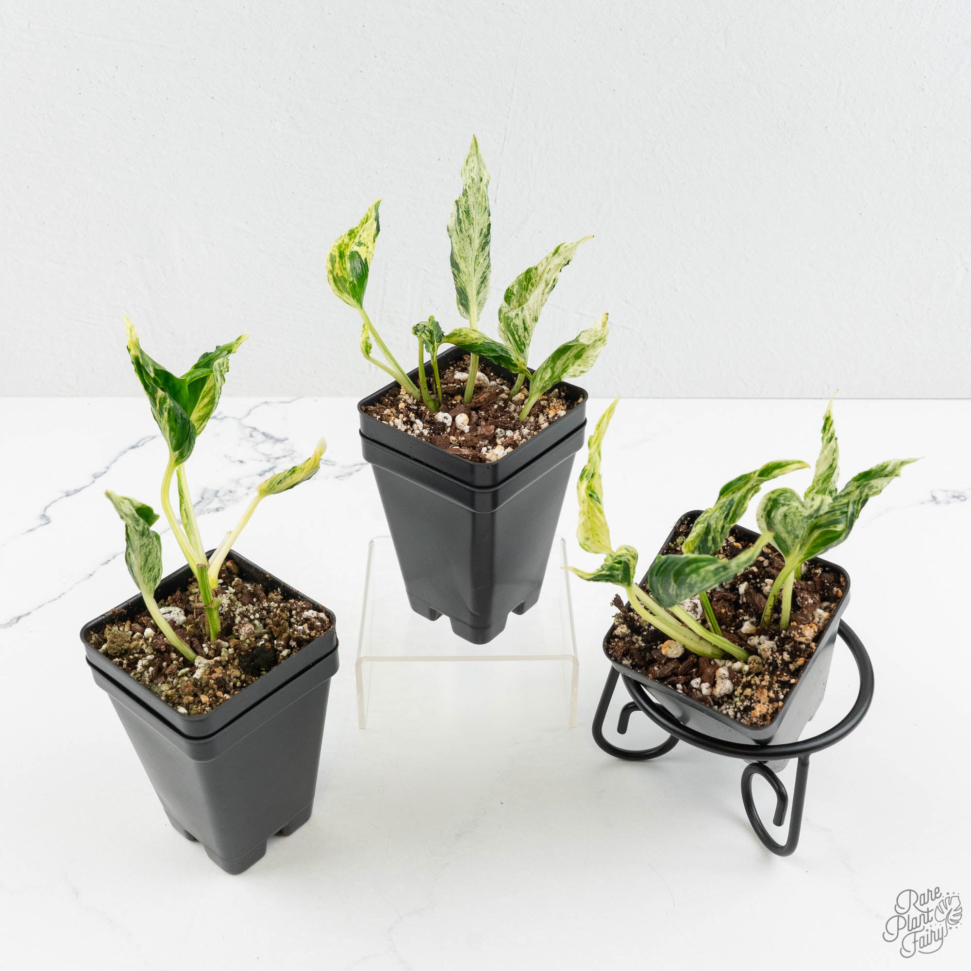 teruno love song pothos Epipremnum Teruno 'Love Song' *Grower's Choice*