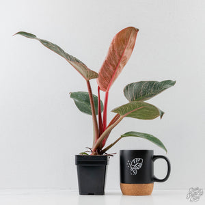 Philodendron Pink Bikini (aka Pink Birkin)