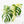 Monstera Deliciosa Mint Variegated (Large Form) *Grower's Choice*