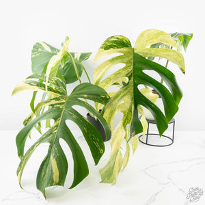mint monstera deliciosa for sale Monstera Deliciosa Mint Variegated NOID (Intermediate Form) *Grower's – Rare Plant Fairy