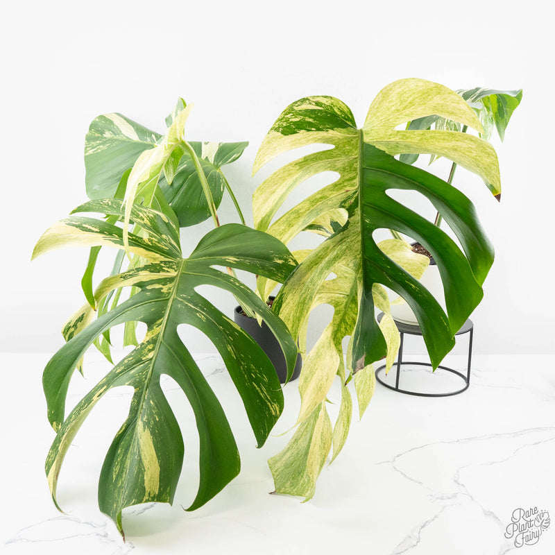 Monstera Deliciosa Mint Variegated NOID (Intermediate Form) *Grower's Choice*