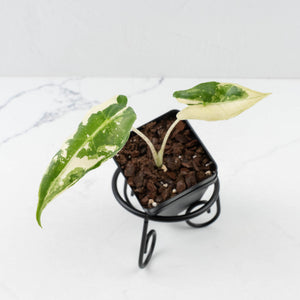 Alocasia Sarian Albo Variegated