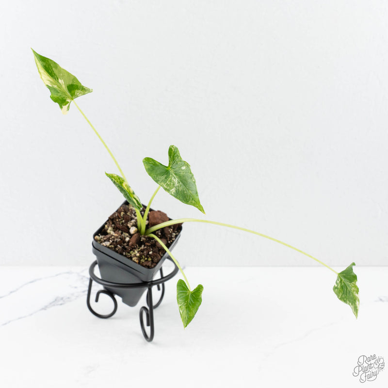 Alocasia ‘Crinkles’ Albo Variegated