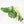 Monstera Deliciosa Mint Variegated (Large Form) *Grower's Choice*