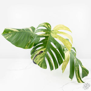 Monstera Deliciosa Mint Variegated (Large Form) *Grower's Choice*