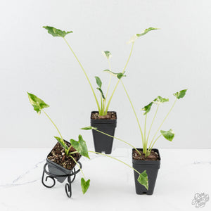Alocasia ‘Crinkles’ Albo Variegated