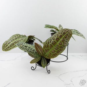 Labisia sp. 'Turtle Back'