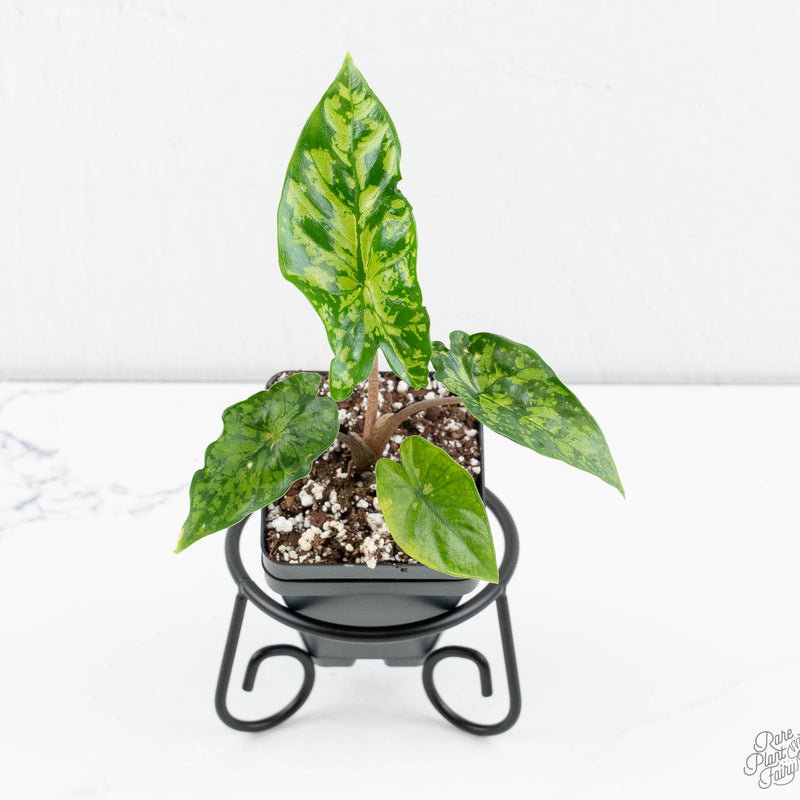 Alocasia 'Shattered Glass'  *Grower's Choice*