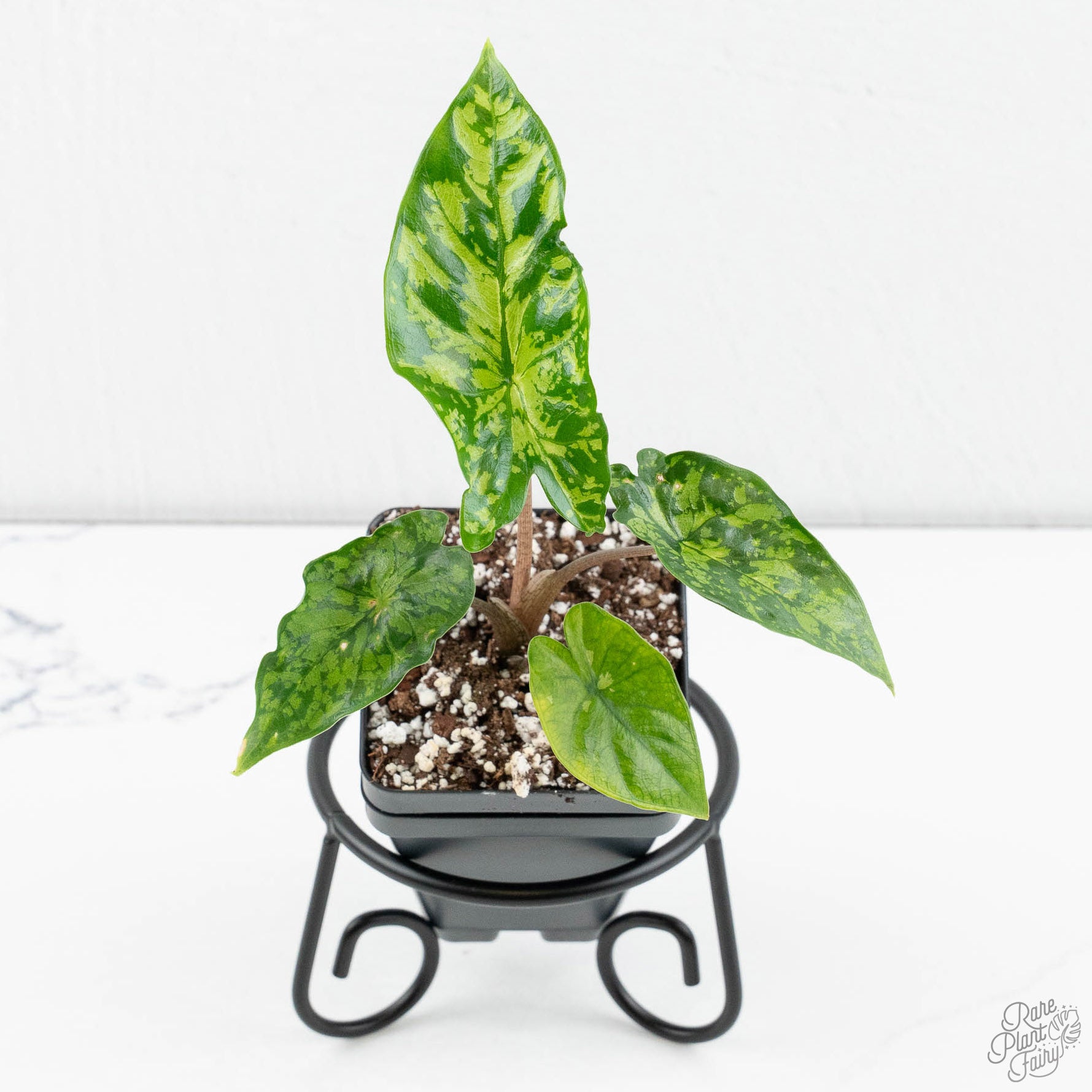 Alocasia 'Shattered Glass' *Grower's Choice* – Rare Plant Fairy