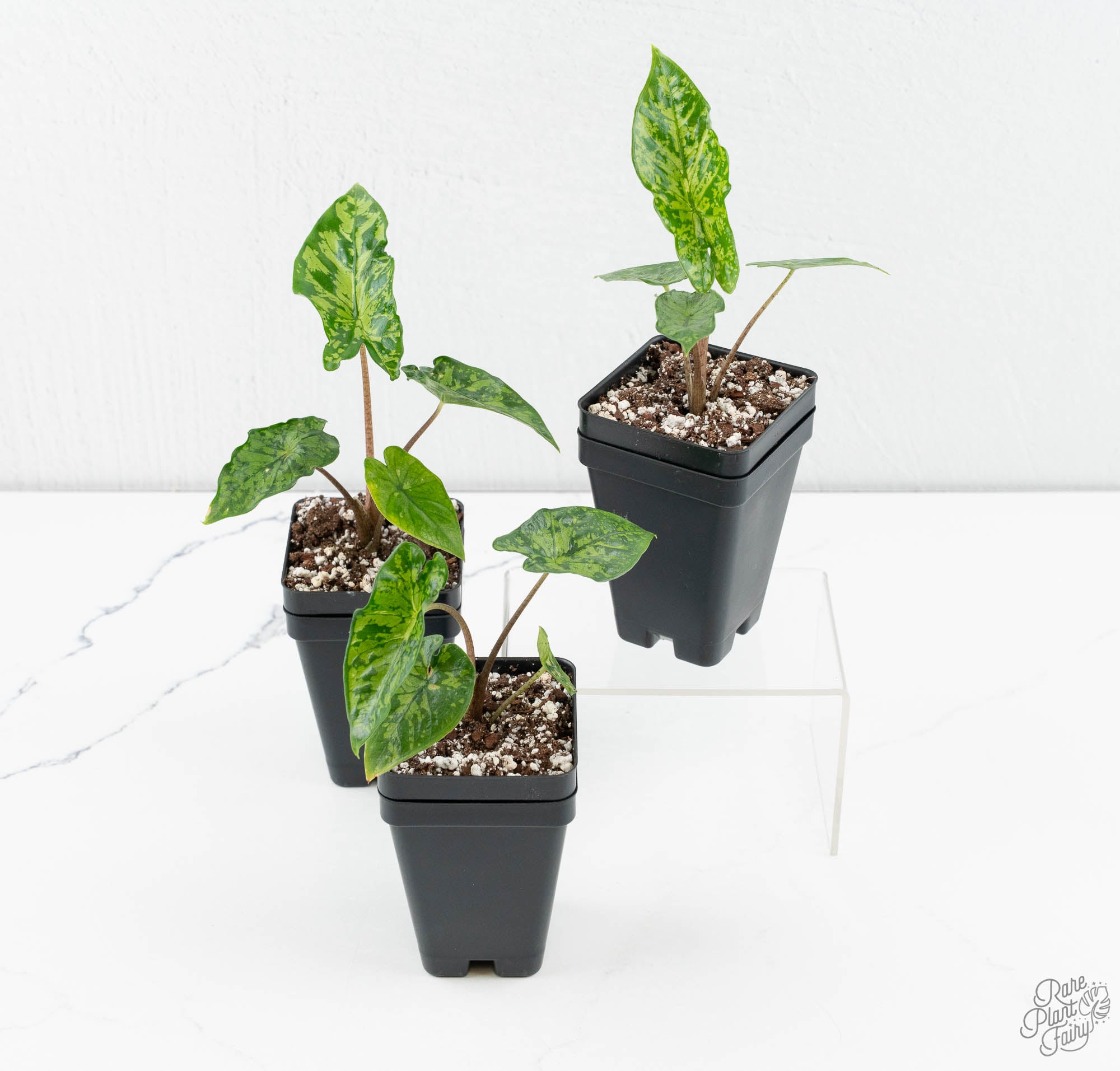 Alocasia shatteredglass コーム1つ Alocasia 'Shattered Glass' *Grower's Choice* – Rare Plant Fairy