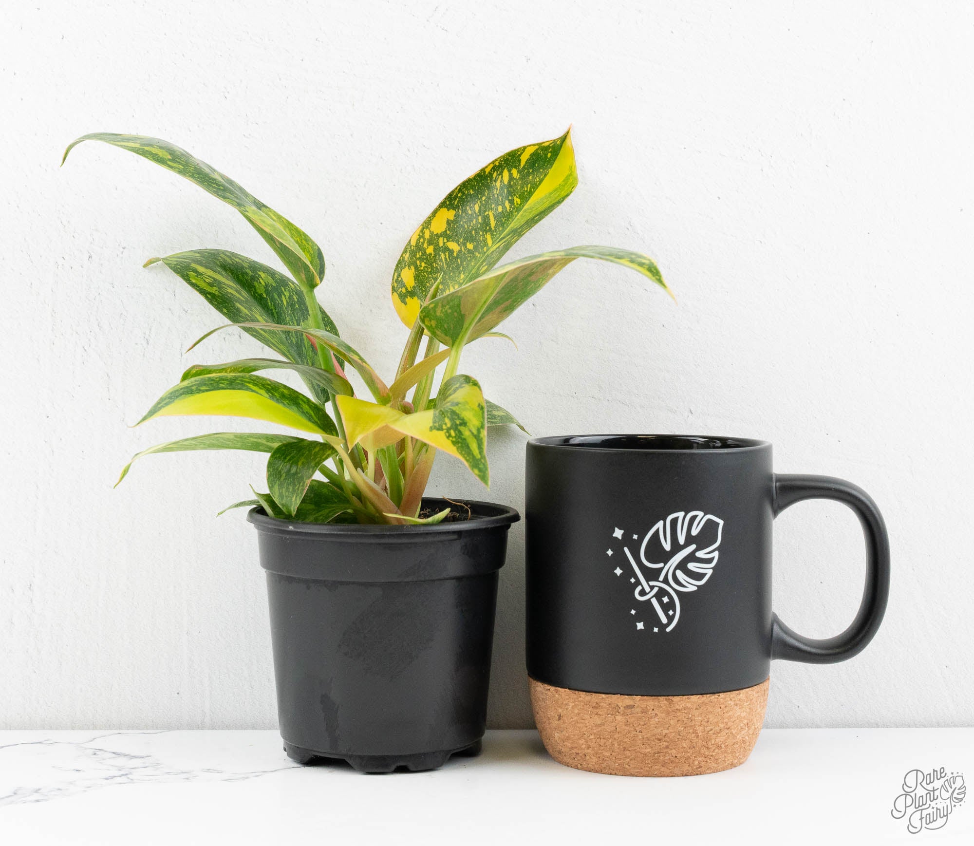 philodendron green congo variegated Philodendron 'Green Congo Nuclear variegated *Grower's choice* Starter