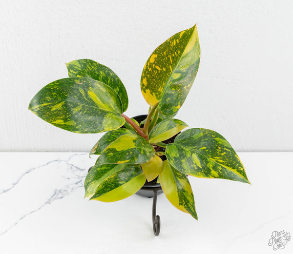 Philodendron 'Green Congo Nuclear’ variegated *Grower's choice*