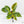 Philodendron 'Green Congo Nuclear’ variegated *Grower's choice*