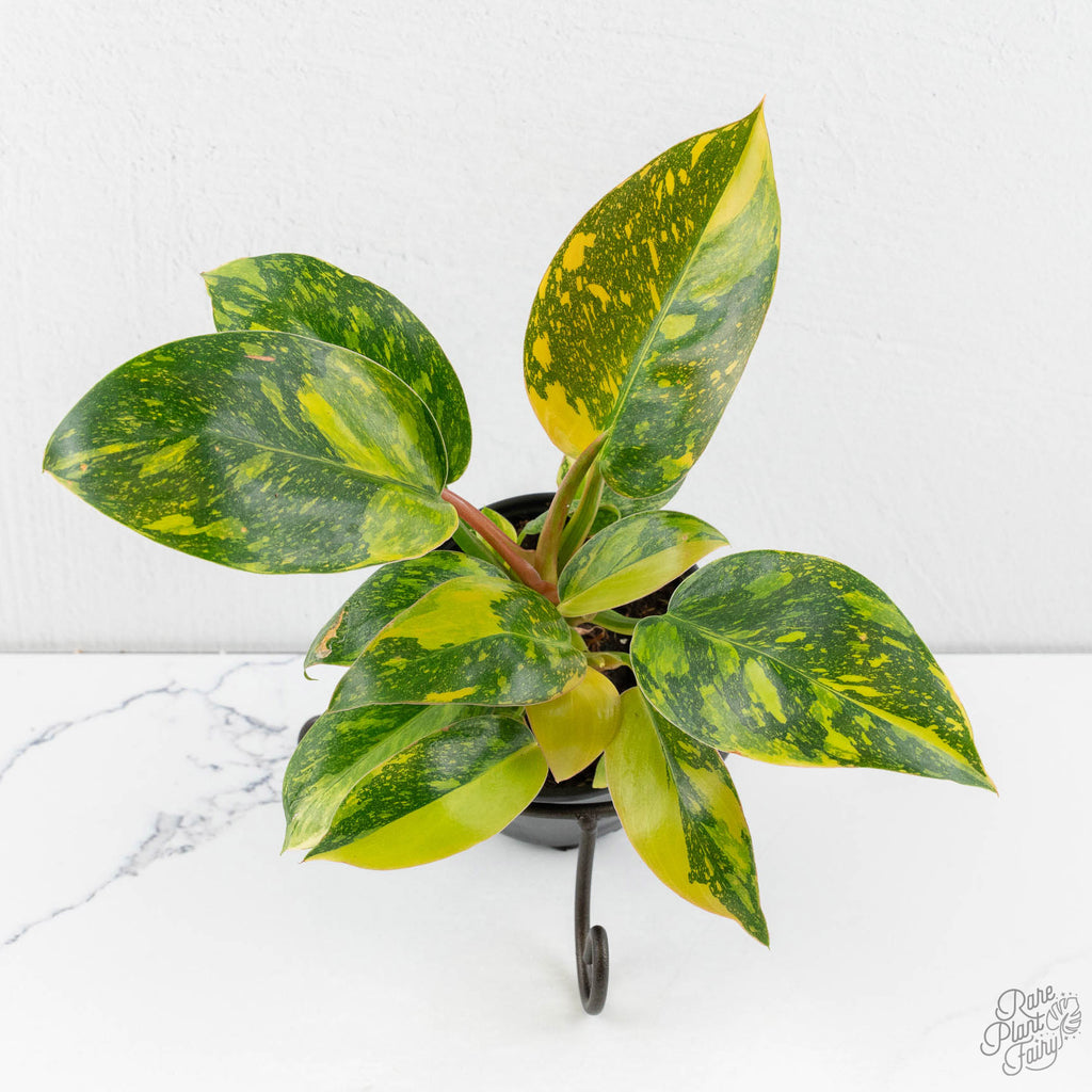 philodendron green congo price Philodendron 'Green Congo Nuclear variegated *Grower's choice* Starter