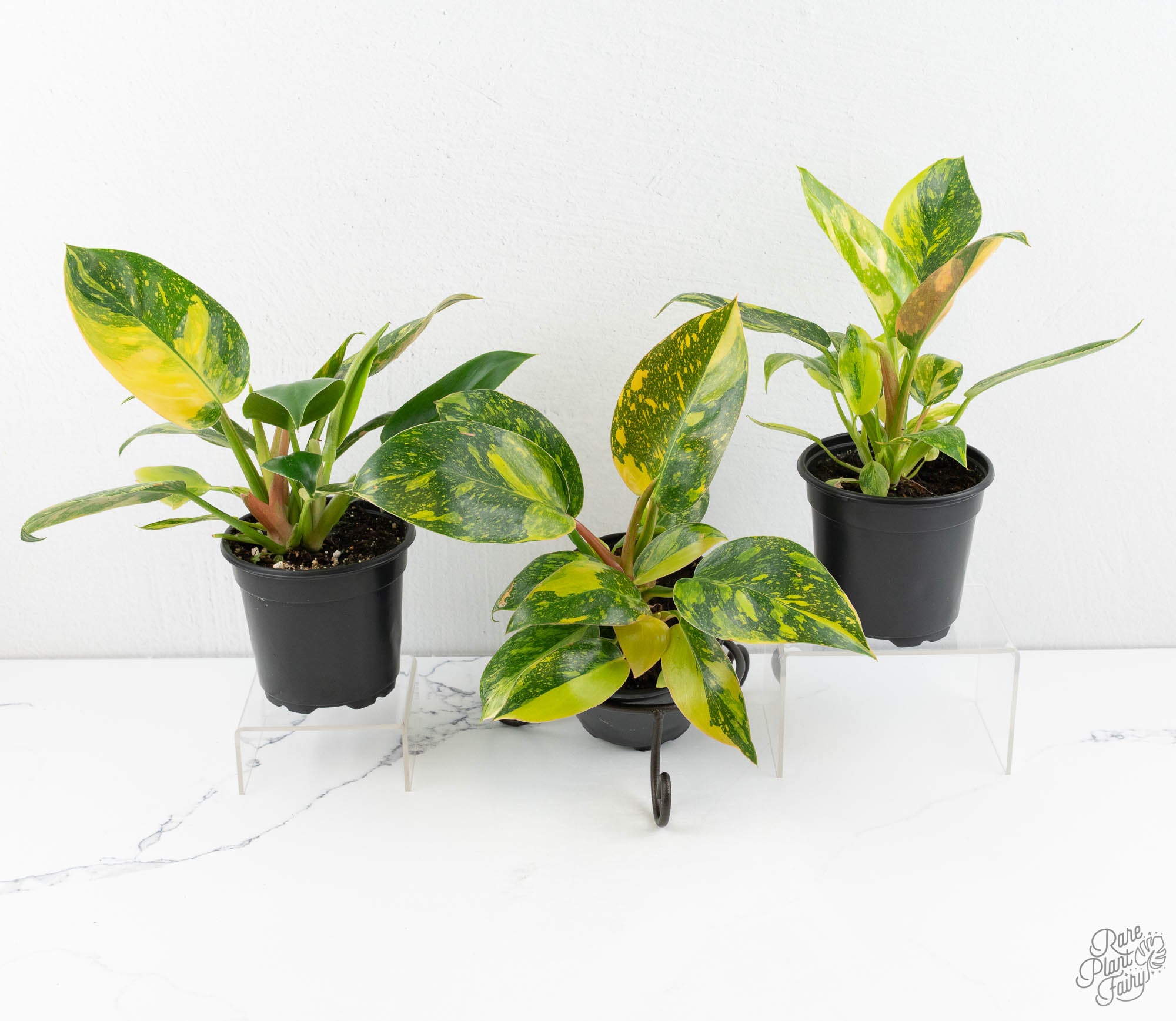 philodendron green congo mature Philodendron 'Green Congo Nuclear variegated *Grower's choice* Starter